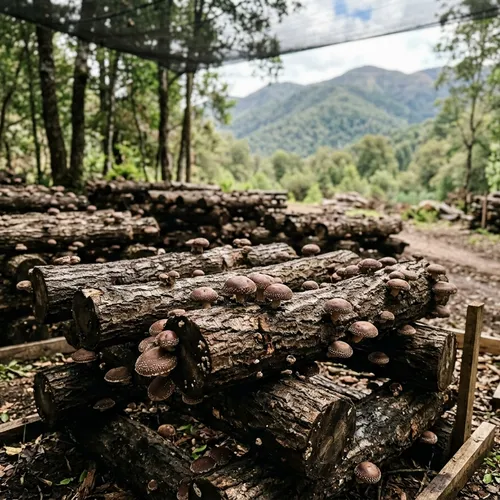 Troncos inoculados con shiitake en un cultivo del centro de Chile